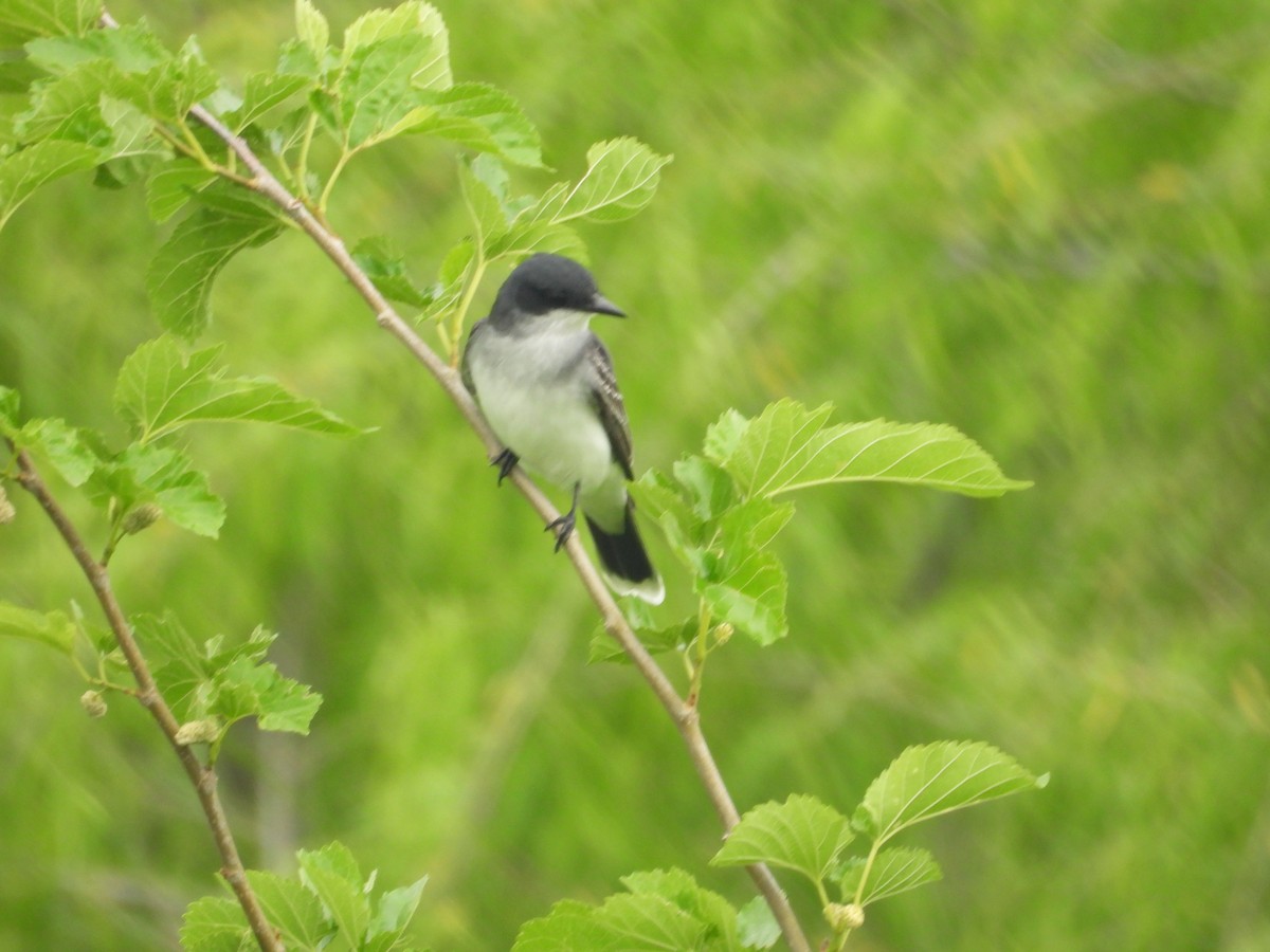 Eastern Kingbird - ML634545145
