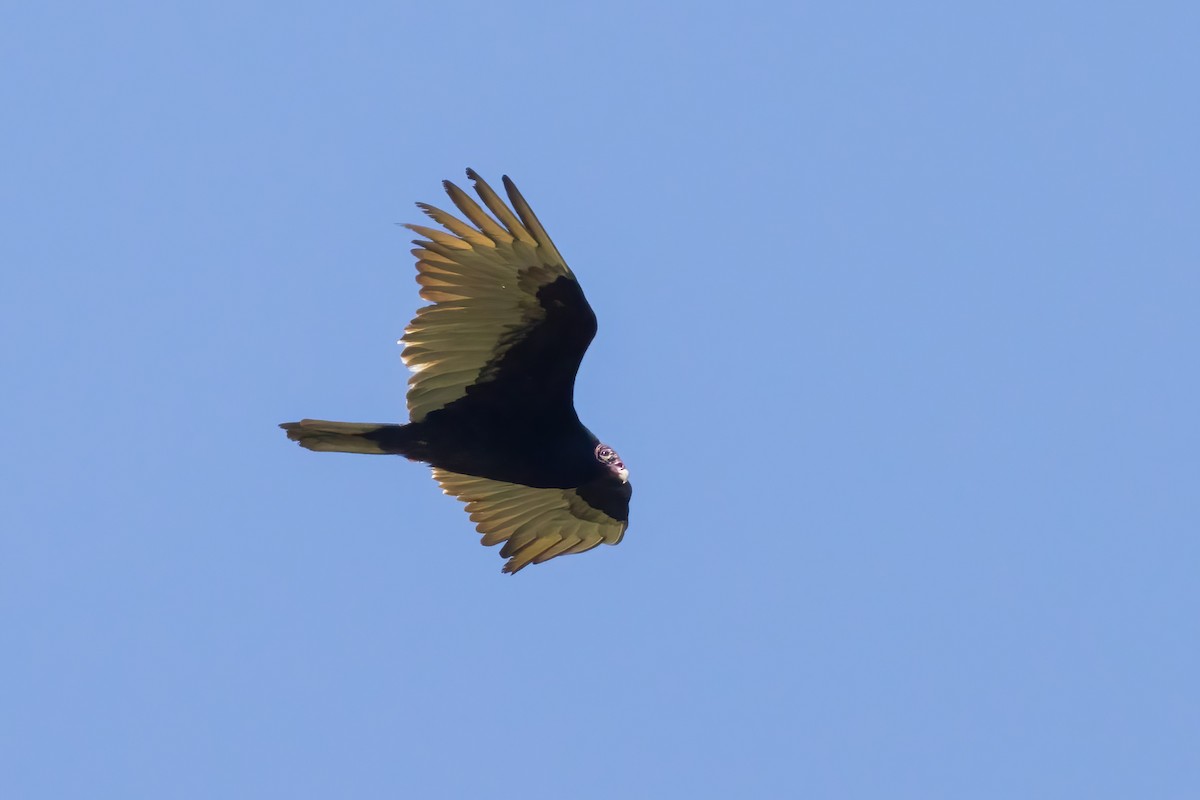Turkey Vulture - ML634545156