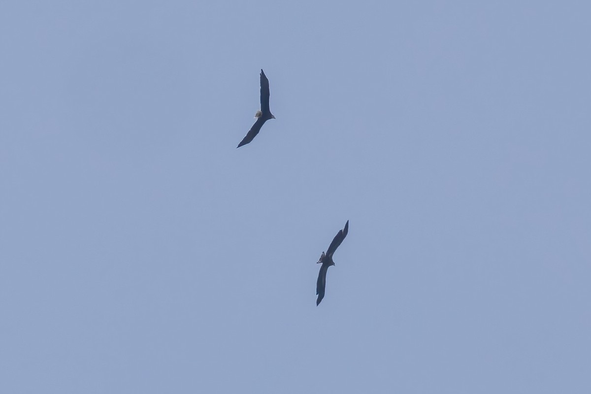 Bald Eagle - ML634545165