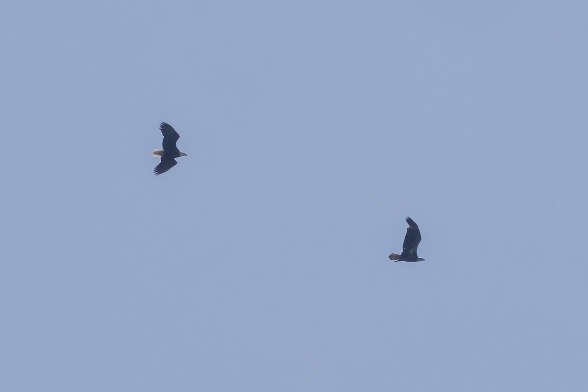 Bald Eagle - ML634545166