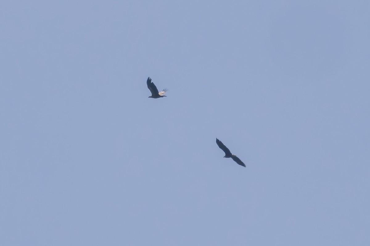 Bald Eagle - ML634545171