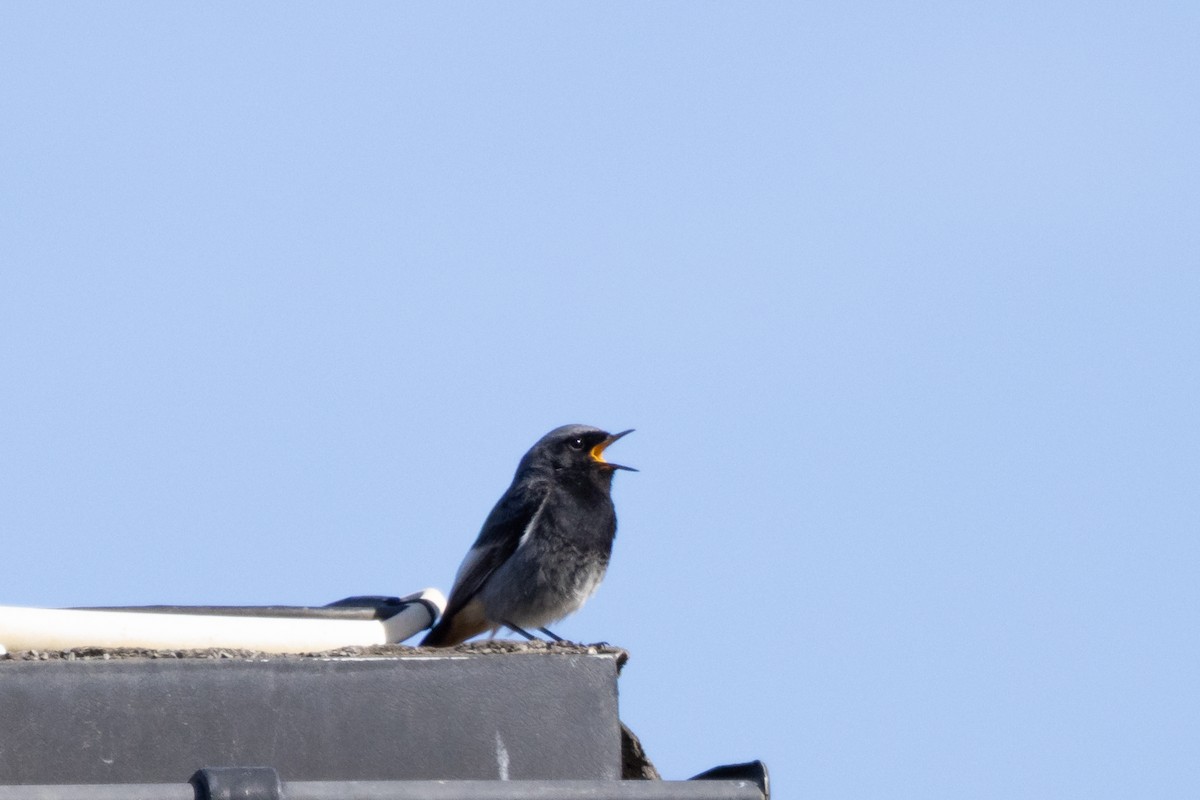 Мойлон гал сүүлт - ML634545217