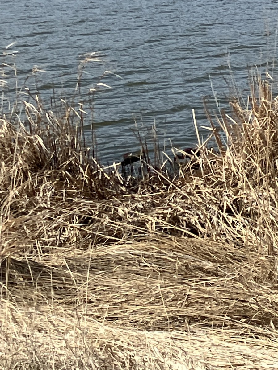 White-faced Ibis - ML634545234