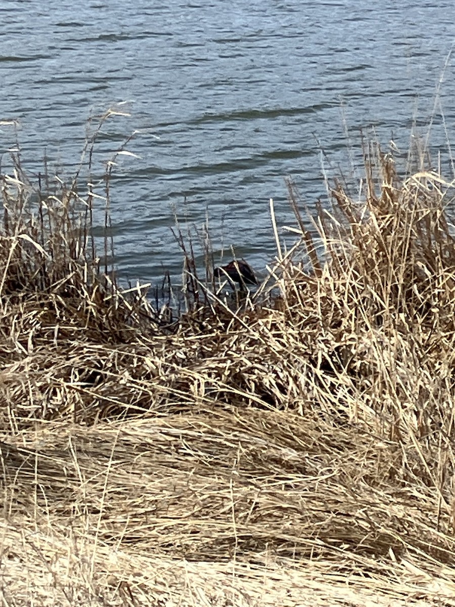 White-faced Ibis - ML634545235