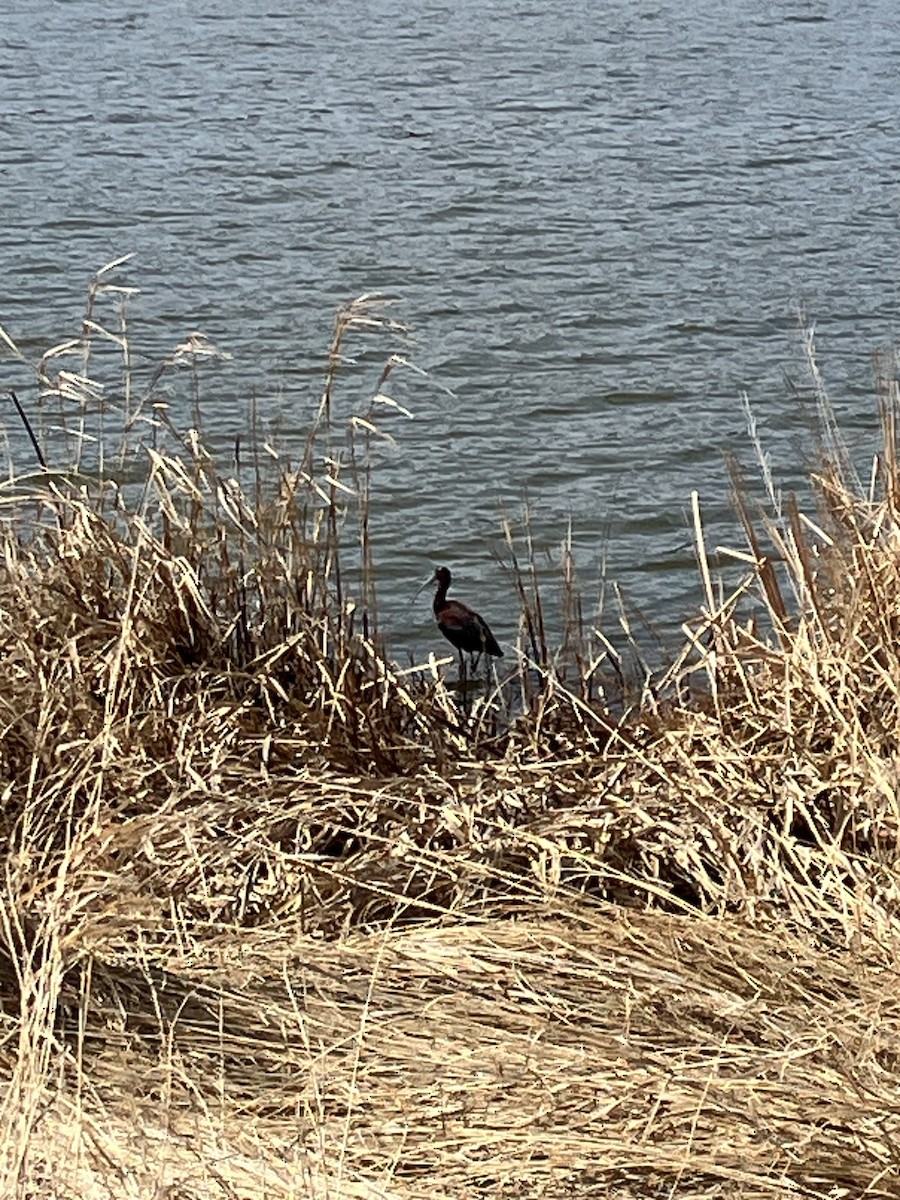 White-faced Ibis - ML634545237