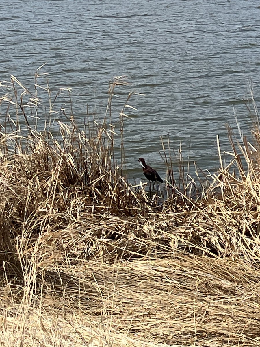 White-faced Ibis - ML634545238