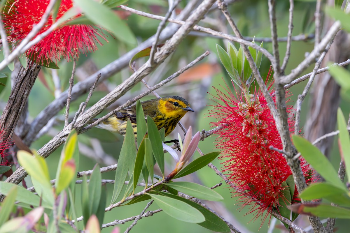 Cape May Warbler - ML634545422