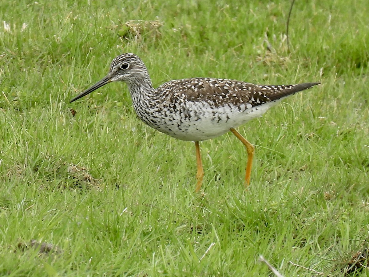 Greater Yellowlegs - ML634545460