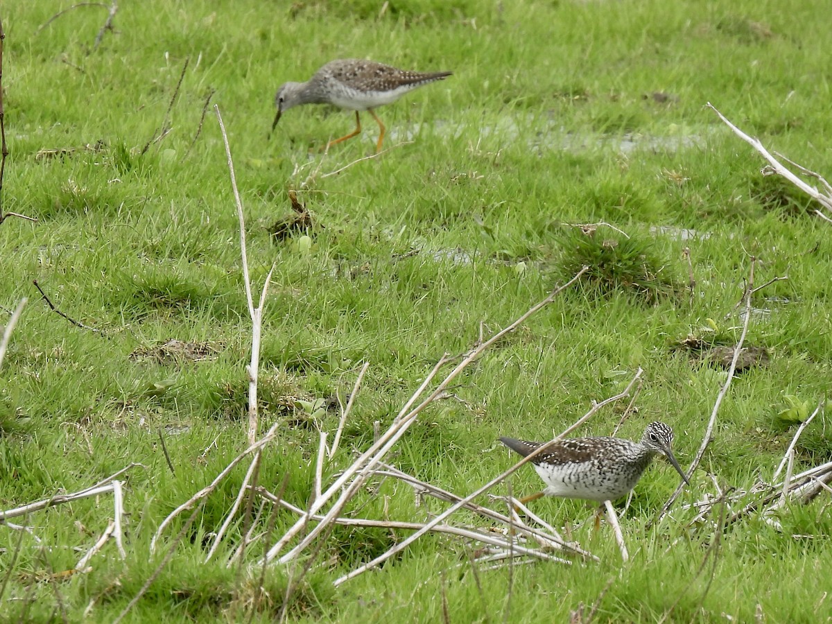 Greater Yellowlegs - ML634545485