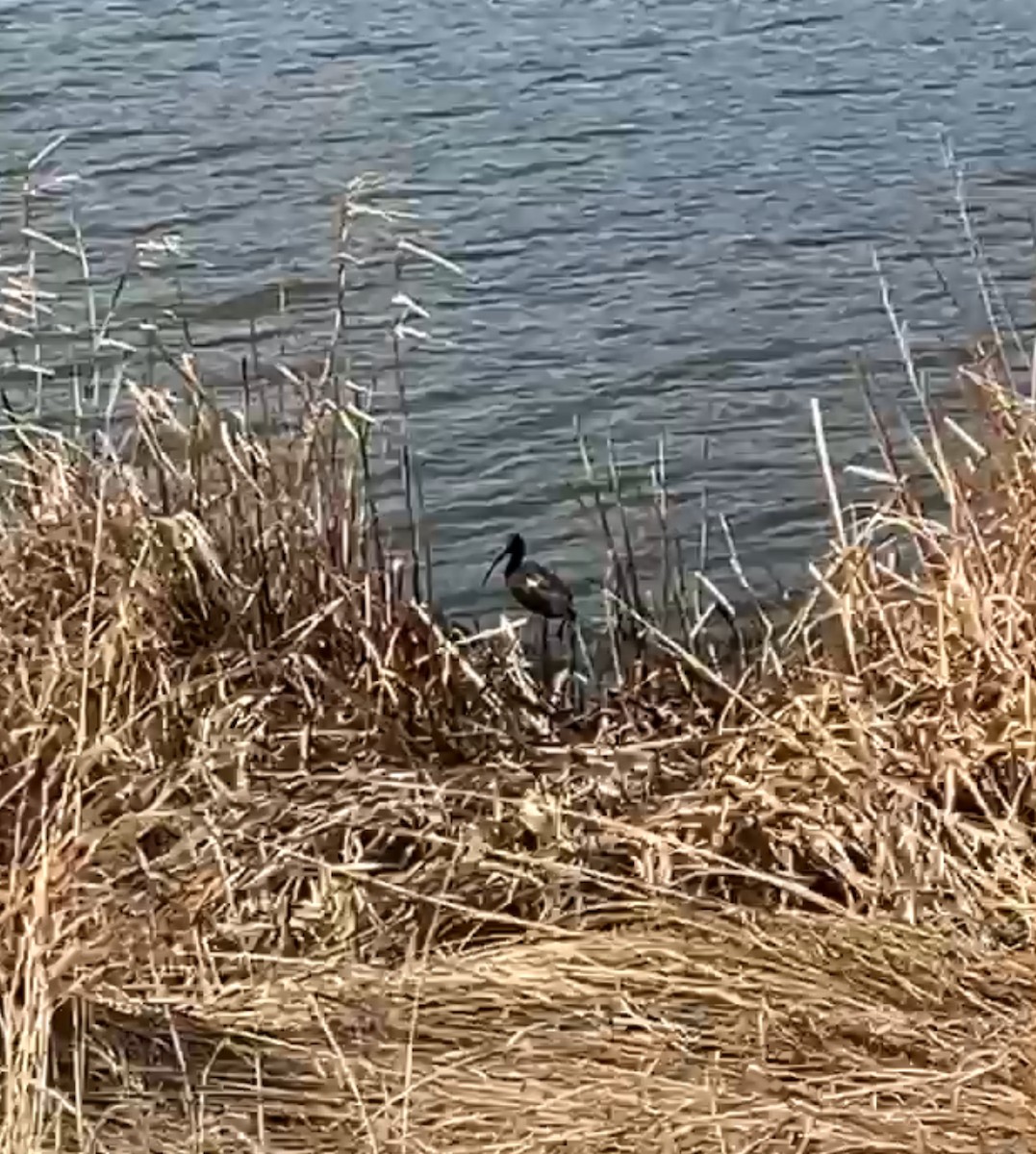 White-faced Ibis - ML634545516