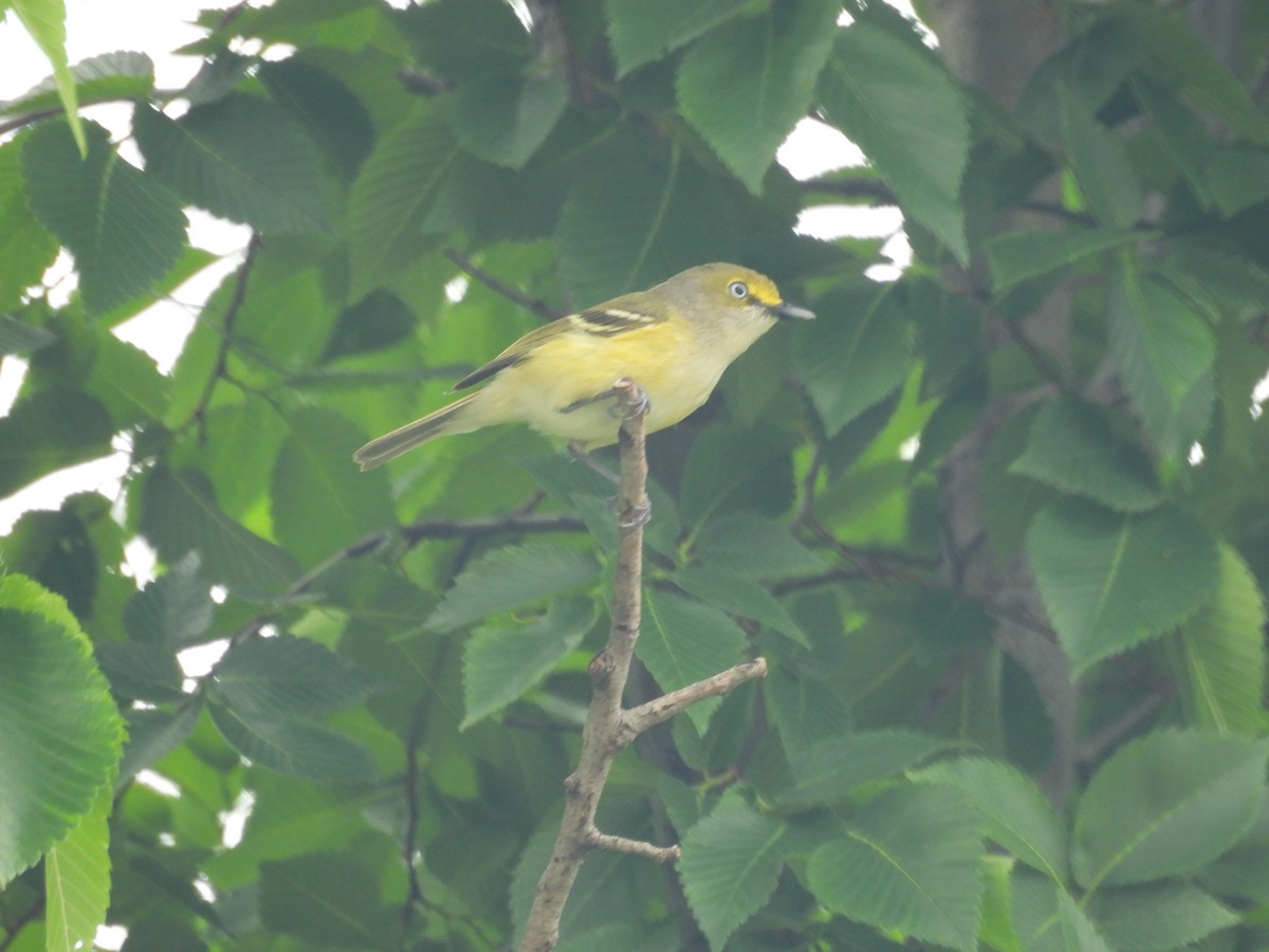 White-eyed Vireo - ML634545540