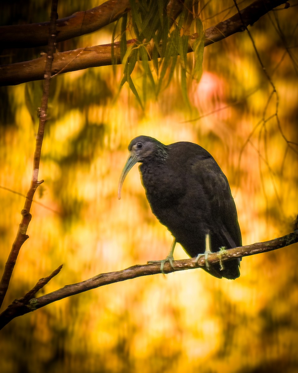 Green Ibis - ML634545577