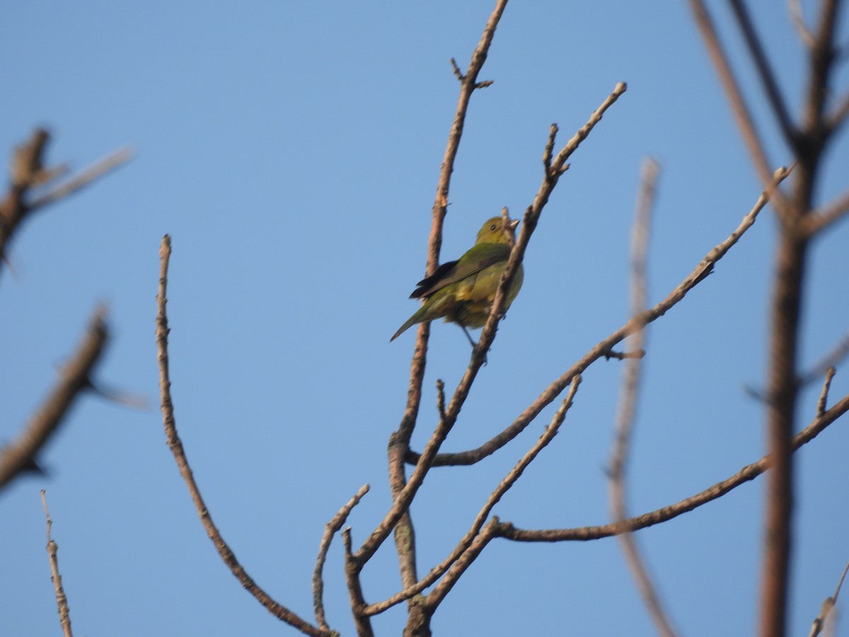 Orange-crowned Warbler - ML634545597