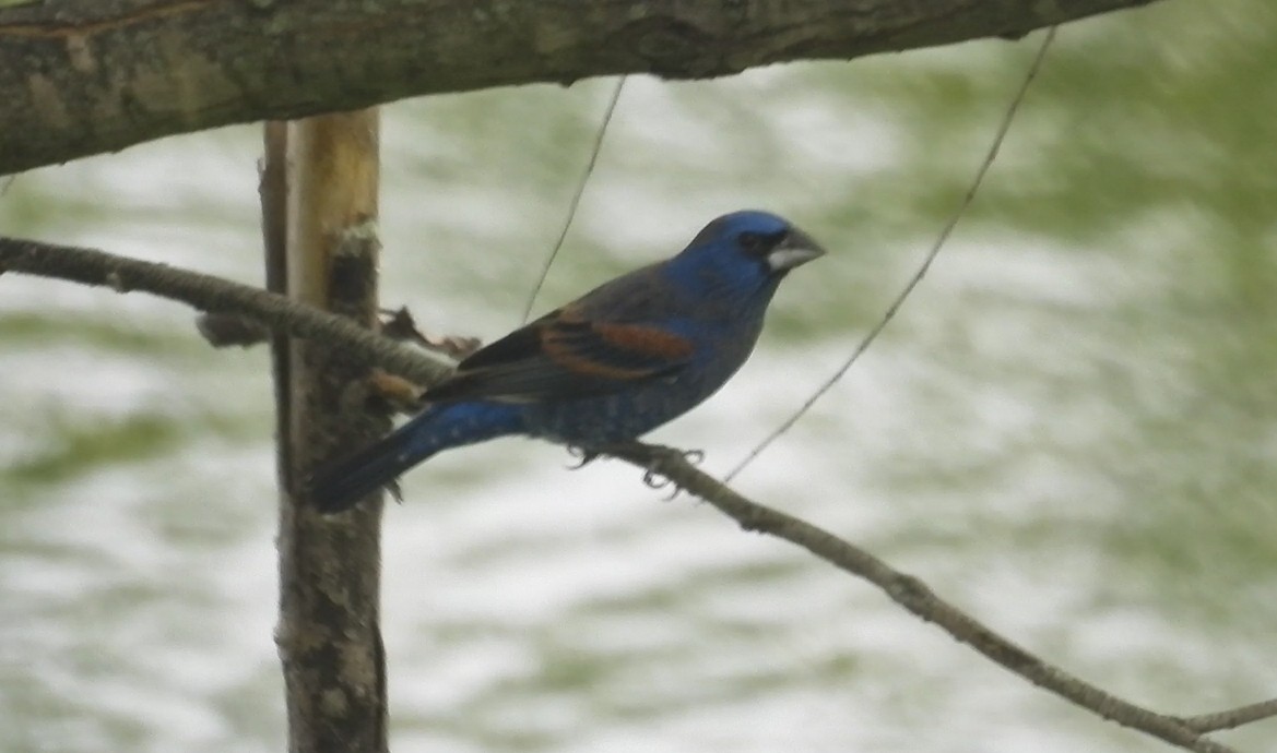Blue Grosbeak - ML634545617