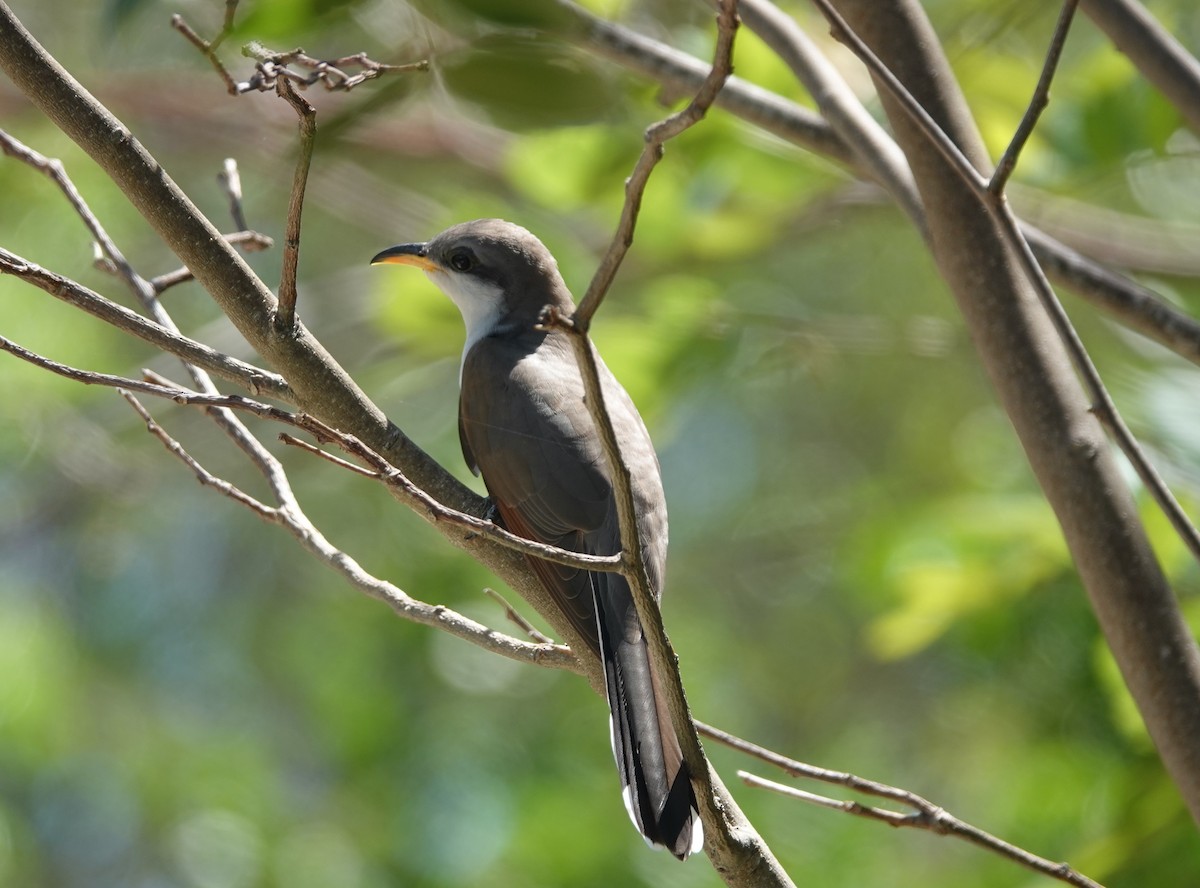 Yellow-billed Cuckoo - ML634545642