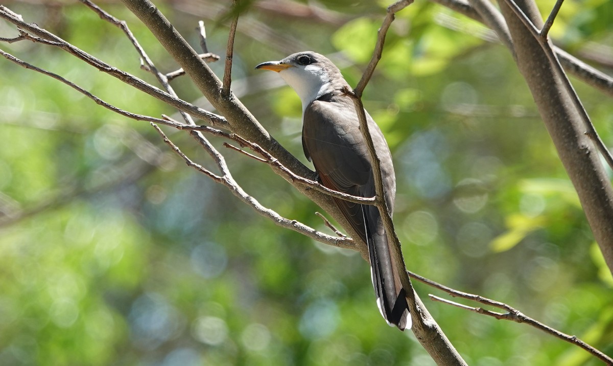 Yellow-billed Cuckoo - ML634545645