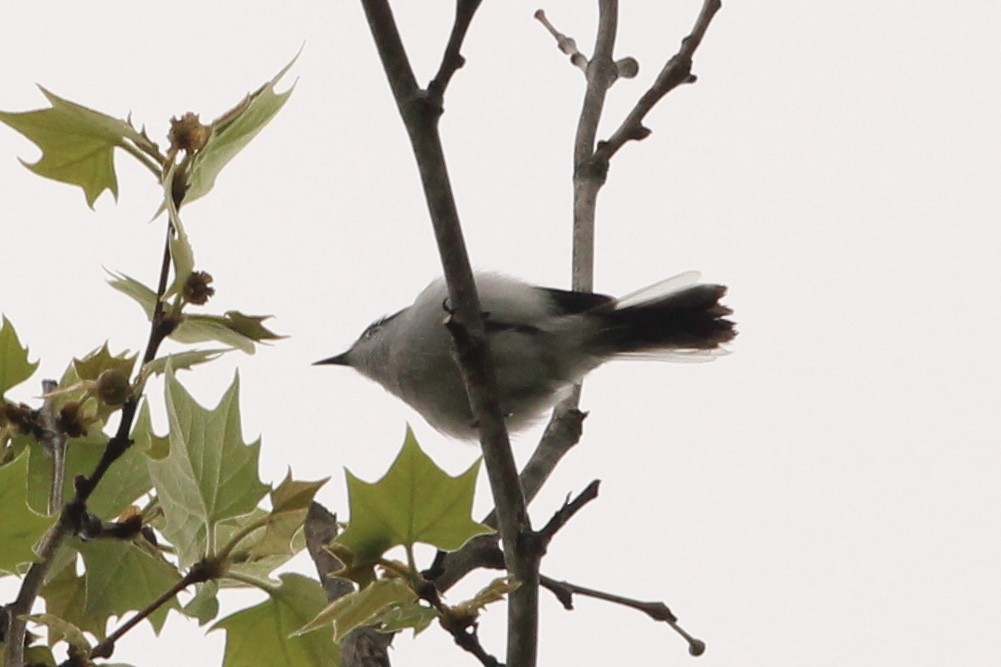 Blue-gray Gnatcatcher - ML634545647