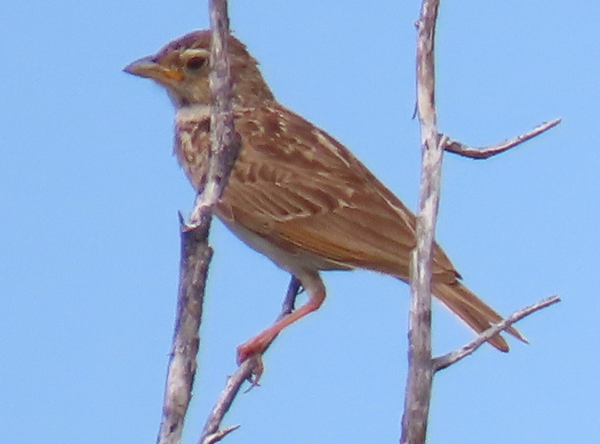 Monotonous Lark - ML634545650