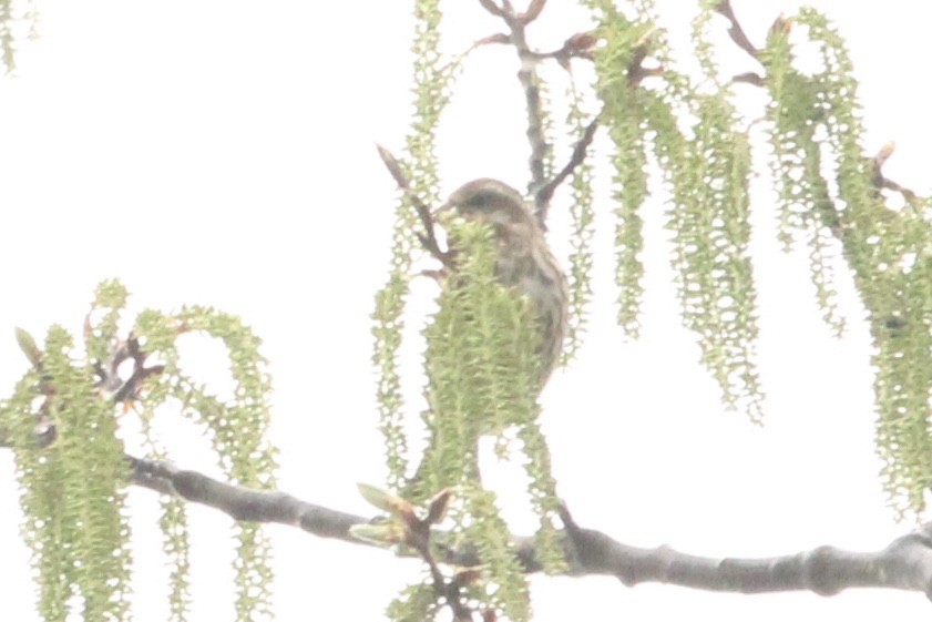 Purple Finch - ML634545681