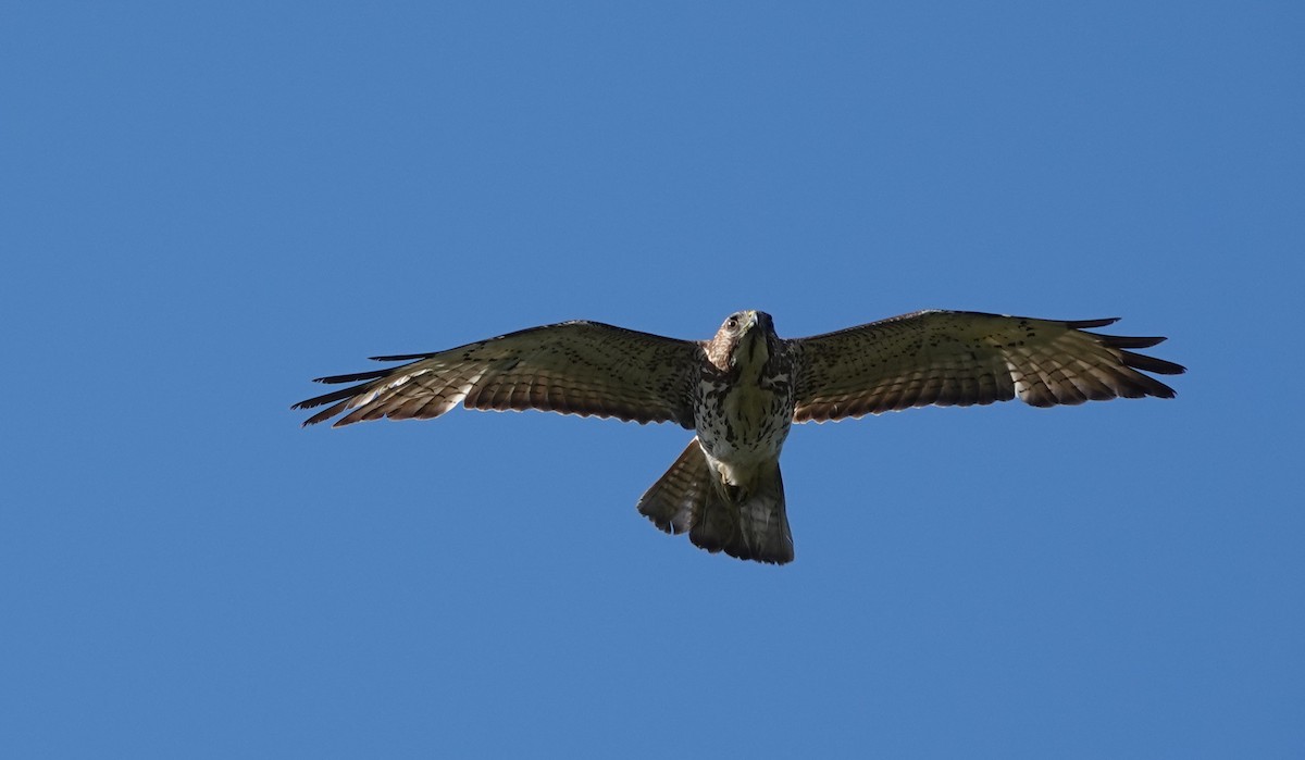 Broad-winged Hawk - ML634545690