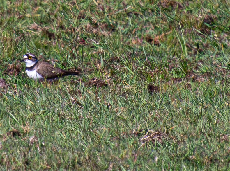 Little Ringed Plover - ML634545702