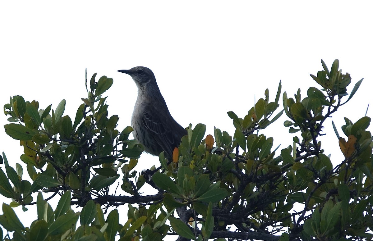 Bahama Mockingbird - ML634545704