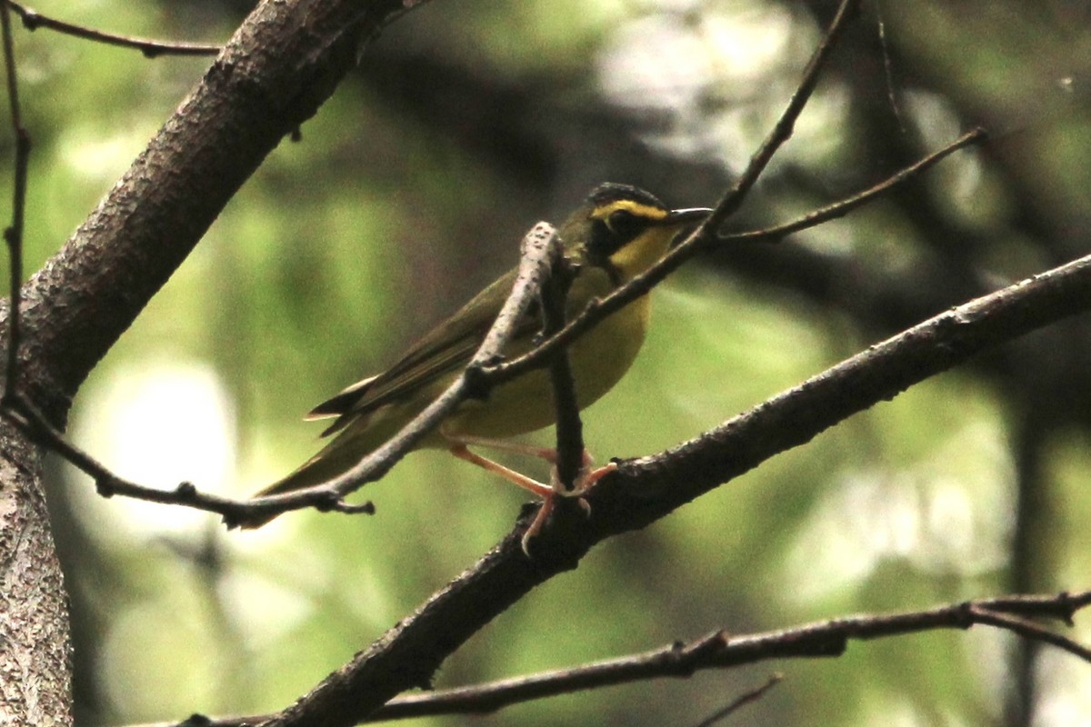 Kentucky Warbler - ML634545705
