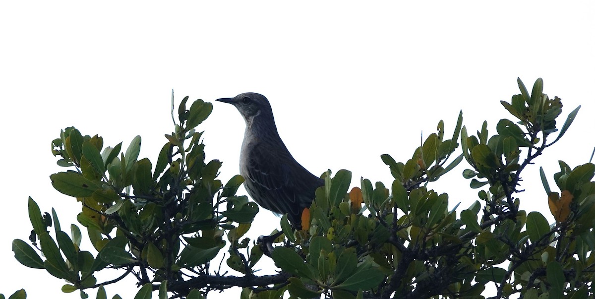 Bahama Mockingbird - ML634545709