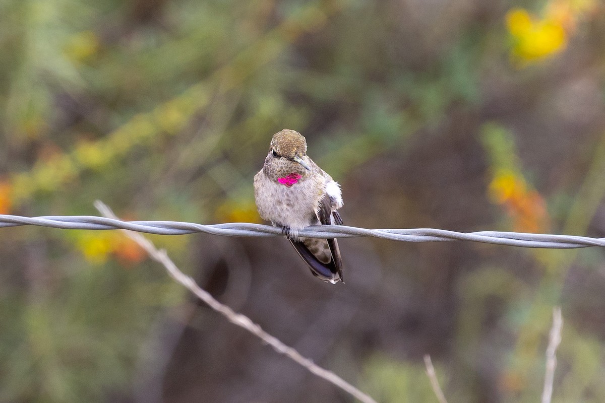 Anna's Hummingbird - ML634545711