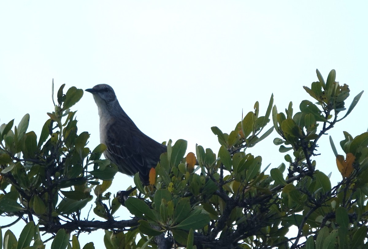 Bahama Mockingbird - ML634545714