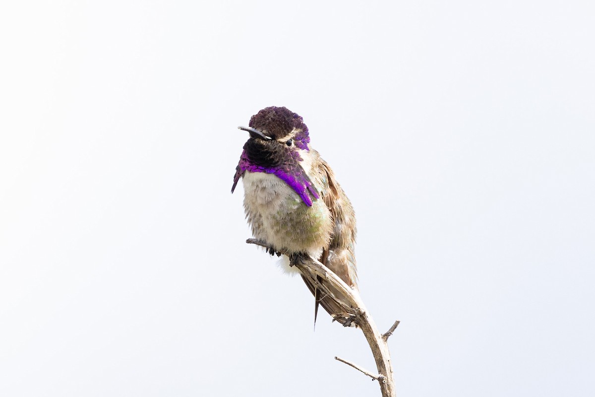 Costa's Hummingbird - ML634545715