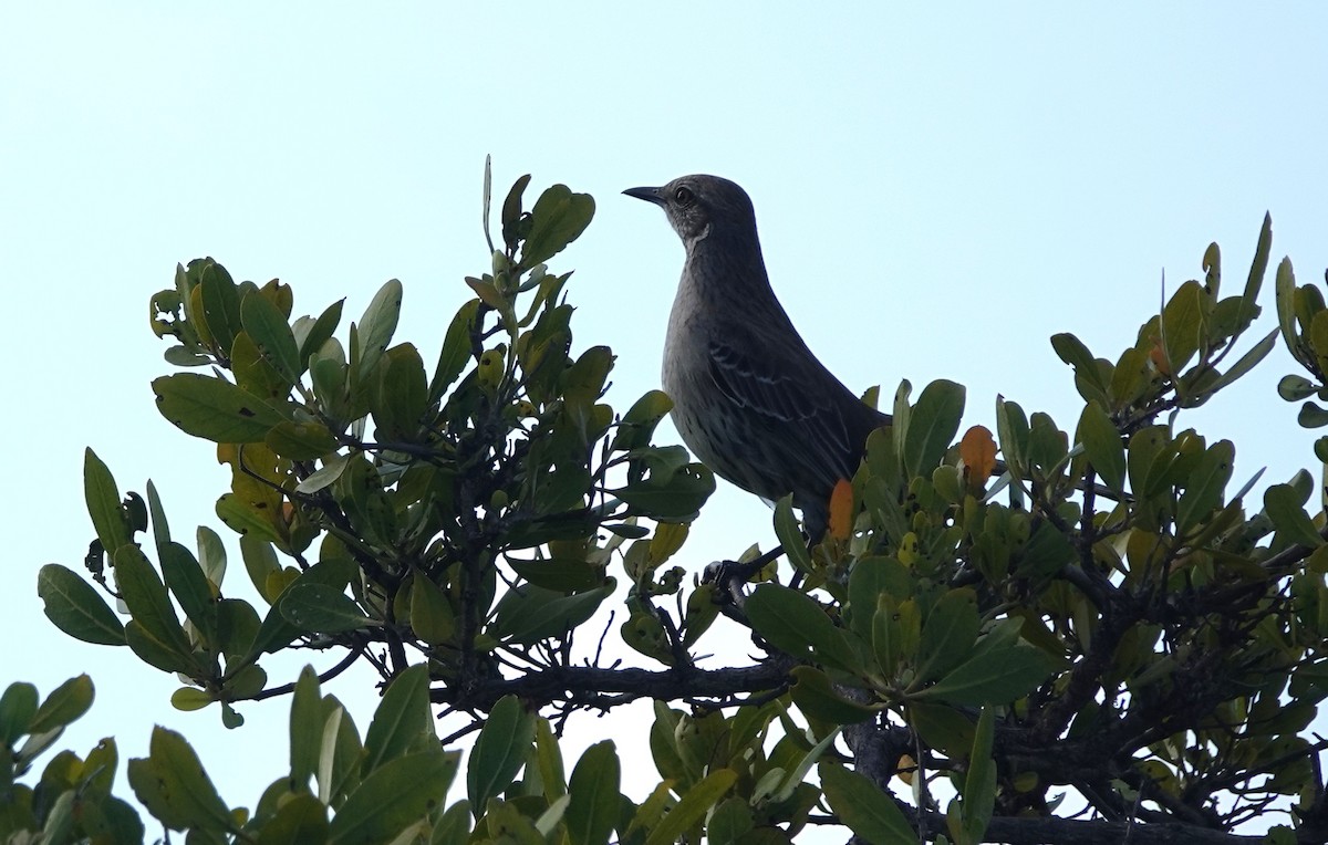 Bahama Mockingbird - ML634545722
