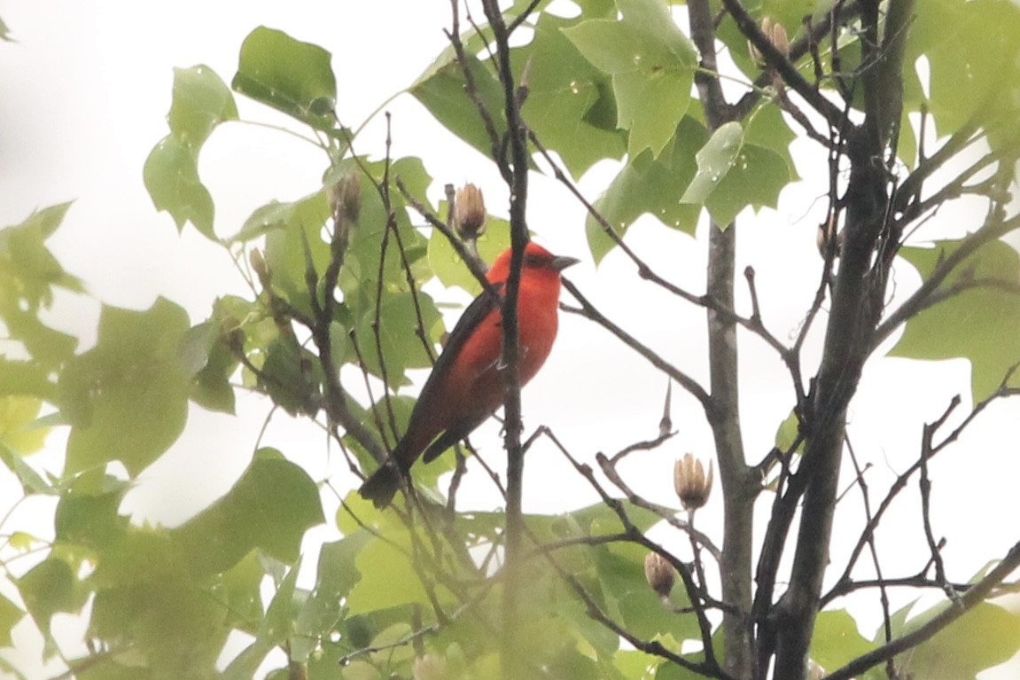 Scarlet Tanager - ML634545725