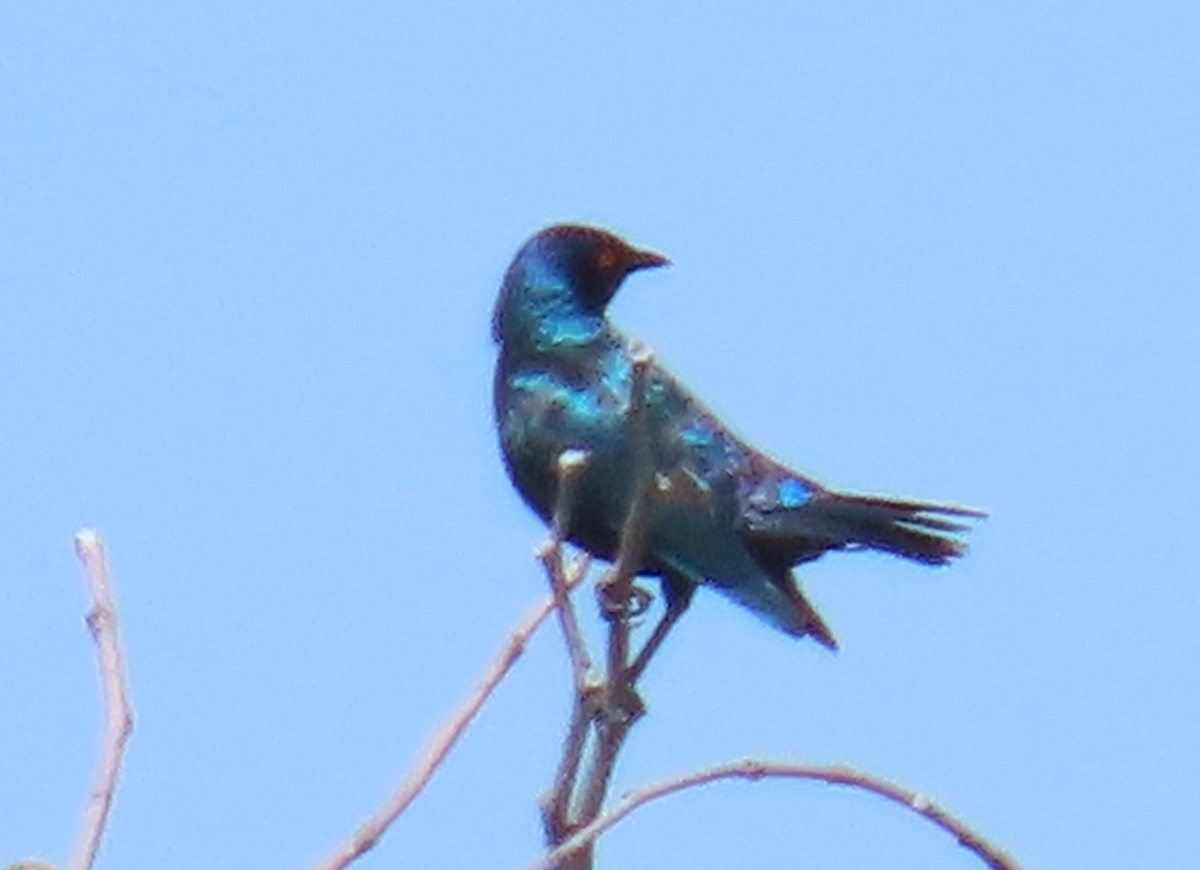 アカガタテリムク - ML634545726
