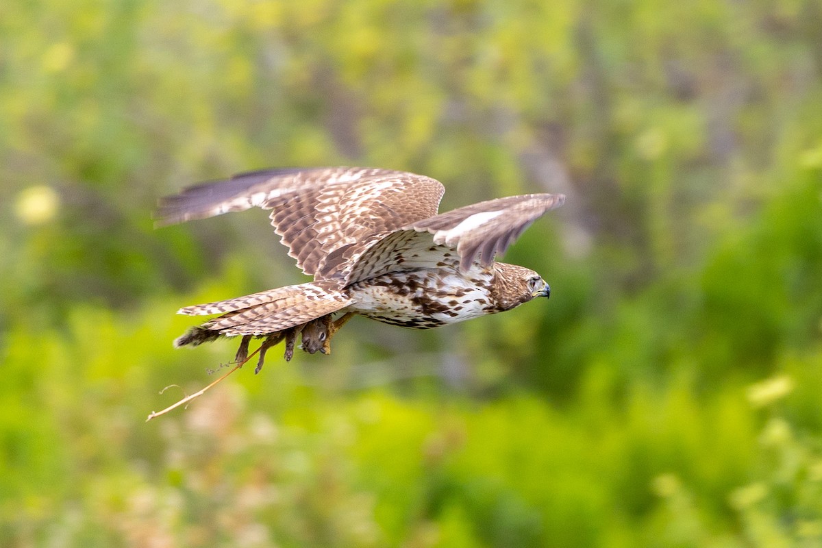 Red-tailed Hawk - ML634545732