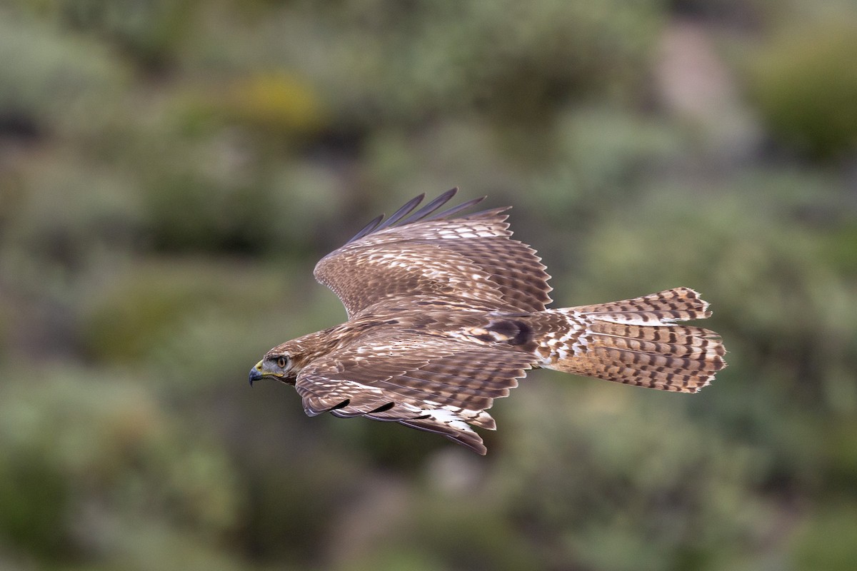 Red-tailed Hawk - ML634545733