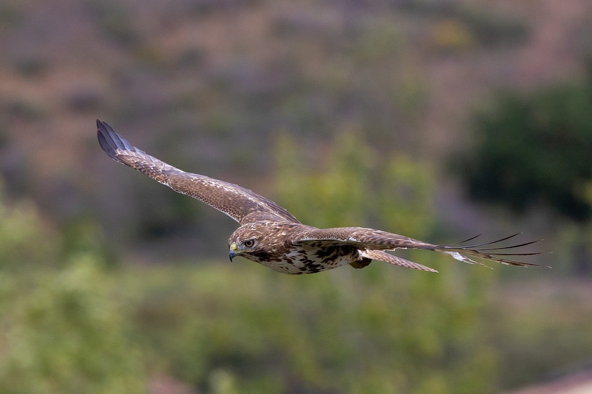 Red-tailed Hawk - ML634545734