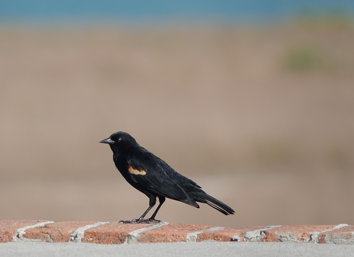 Red-winged Blackbird - ML634545735