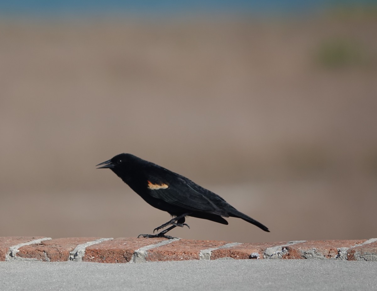 Red-winged Blackbird - ML634545736
