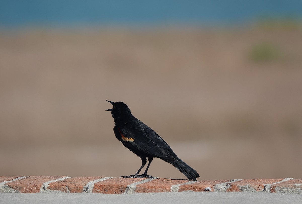 Red-winged Blackbird - ML634545737