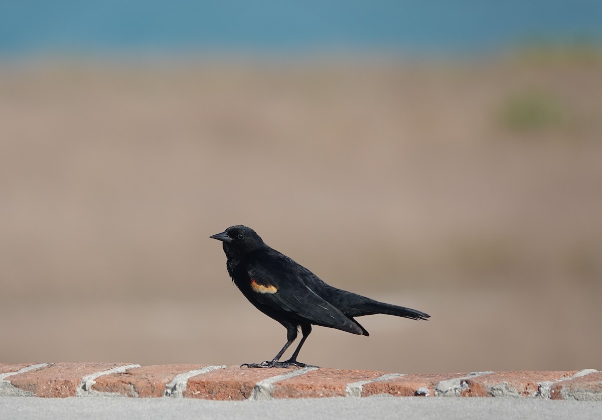 Red-winged Blackbird - ML634545738