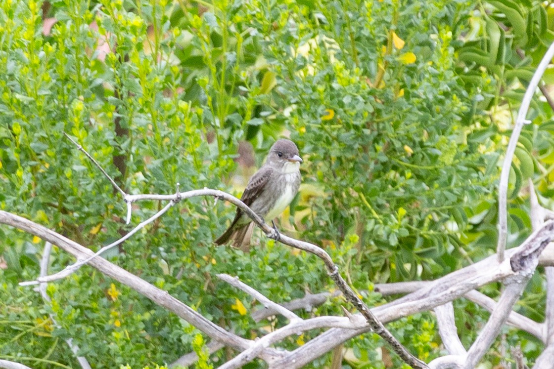 Olive-sided Flycatcher - ML634545748