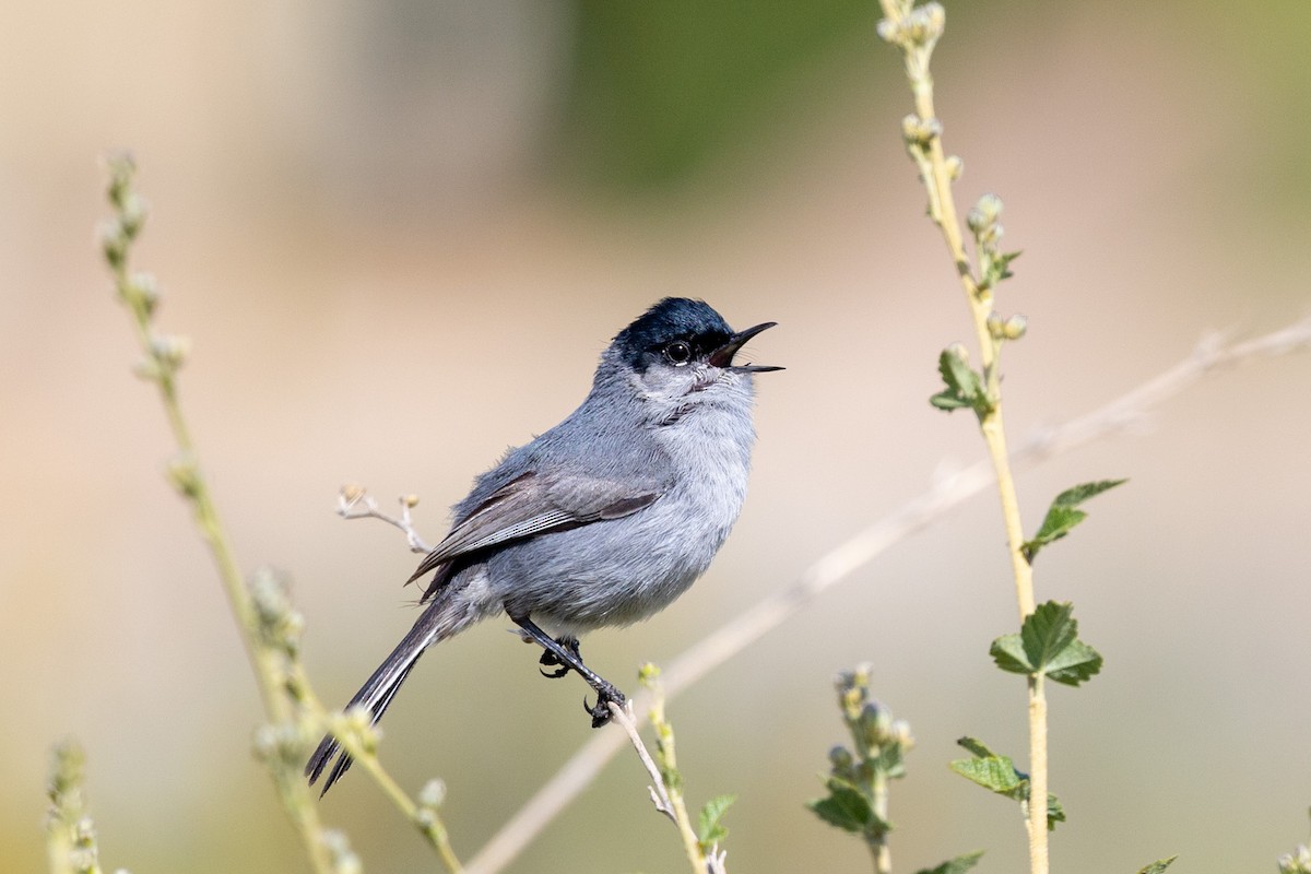 California Gnatcatcher - ML634545754