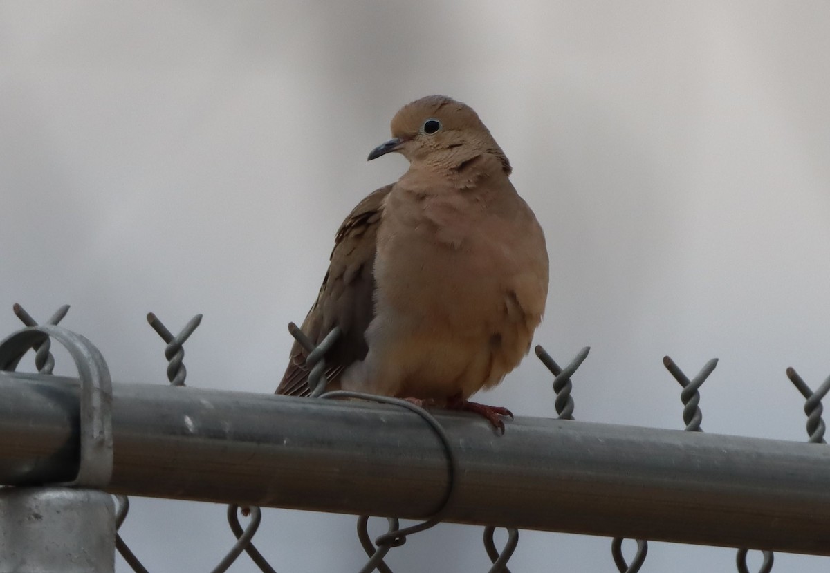 Mourning Dove - ML634545756
