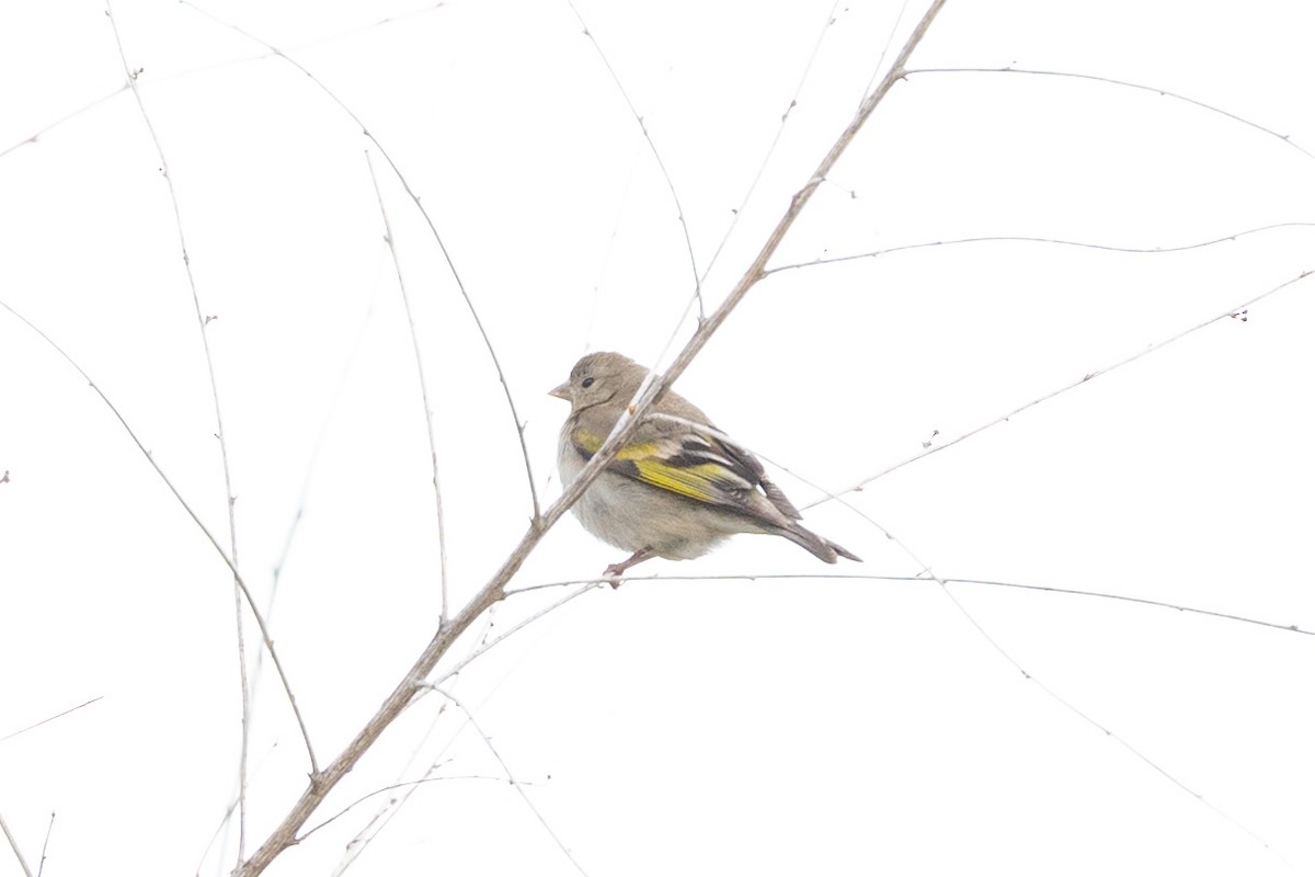 Lawrence's Goldfinch - ML634545758