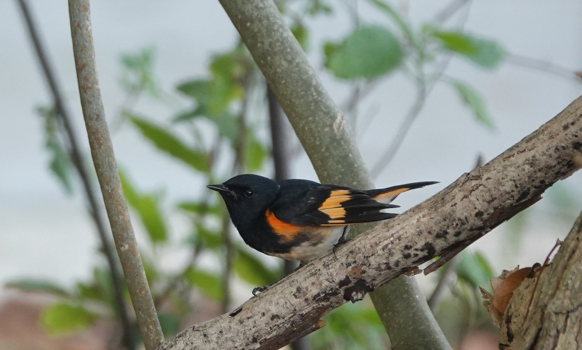 American Redstart - ML634545759
