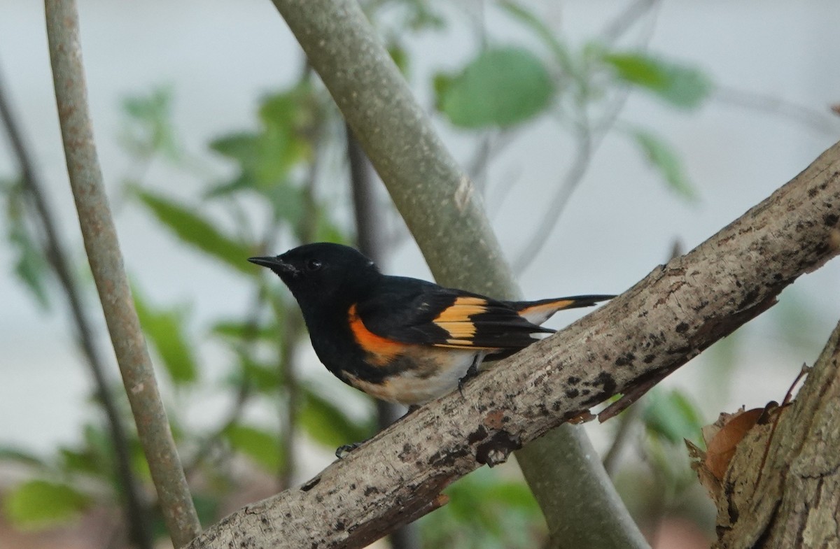 American Redstart - ML634545763
