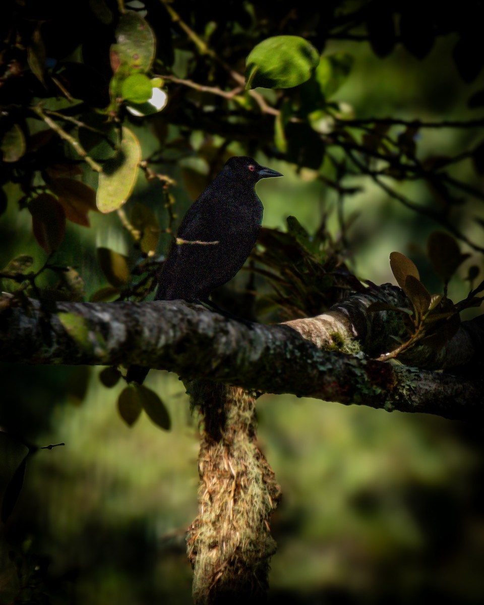 Giant Cowbird - ML634545770