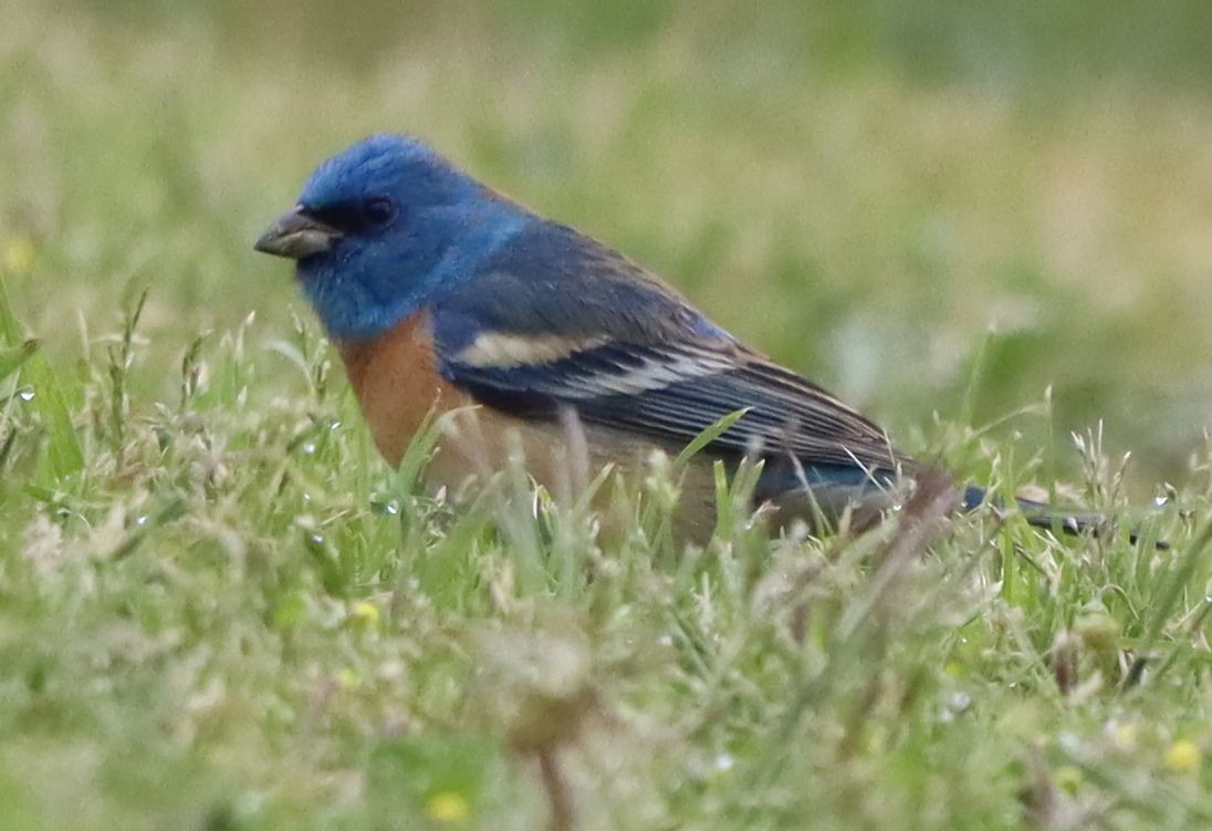 Lazuli Bunting - ML634545777