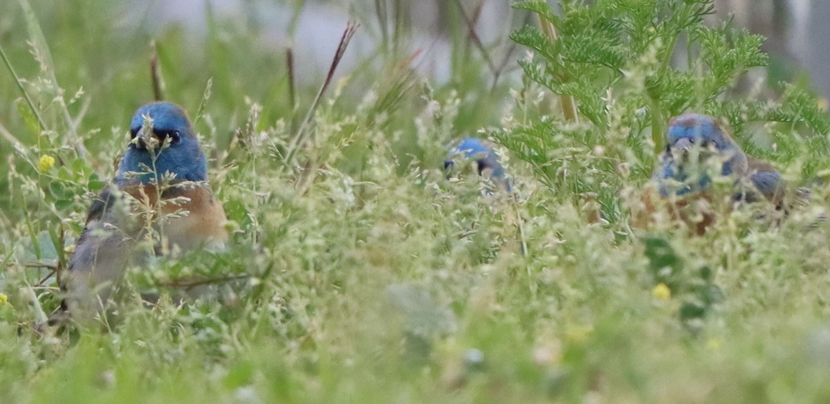 Lazuli Bunting - ML634545803